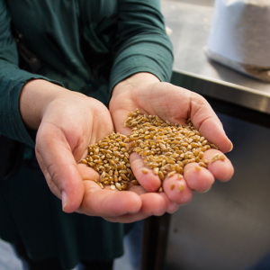 Algeria OAIC Executive_Riddell Seeds Farm_170829_21